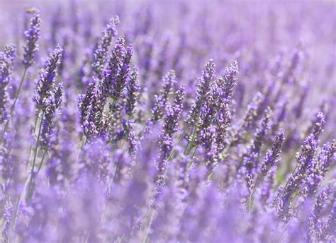 The Holistic Power of Lavender in Aromatherapy